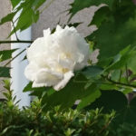 酔芙蓉 すいふよう