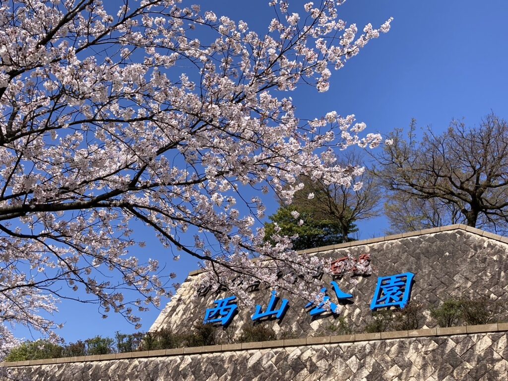 春がやってきました。鯖江西山公園の桜です。